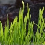 wheatgrassnew